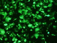 SNB.75 Cell Avalanche® Transfection Reagent (human glioblastoma cell) product image