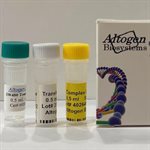 SW480 Cell Avalanche™ Transfection Reagent (human colon adenocarcinoma cell) product image