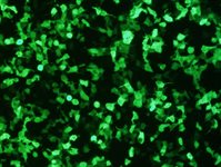 TK10 Cell Avalanche® Transfection Reagent (human kidney adenocarcinoma cell) product image