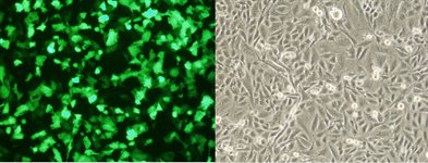 U-87 MG Cell Avalanche™ Transfection Reagent (human glioblastoma and astrocytoma cell) product image