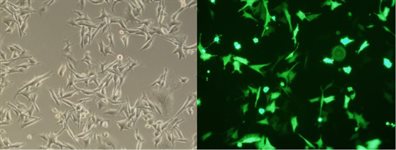 UACC-62 Cell Avalanche® Transfection Reagent (human melanoma cell) product image