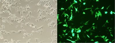 UACC.257 Cell Avalanche® Transfection Reagent (human melanoma cell) product image