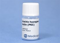Arachis hypogaea lectin (PNA) product image