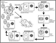 Encephalitozoon cuniculi CIA (Carbon Immuno Assay) product image