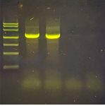 Bacterial DNA Barcoding Project - 16S rRNA Amplification Kit  product image