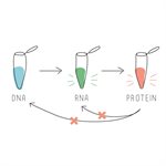 BioBits™  Central Dogma product image
