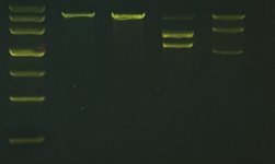 Chopped Using CRISPR-Cas9 to cut DNA  product image