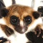 Conservation Genetics Lab - Discovering Lemur Diversity  product image