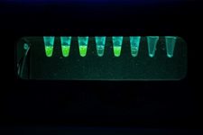 COVID qPCR Lab - Diagnosing SARS-CoV-2 Infection  product image