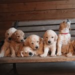 Dog Genetics Lab - Oodles of Labradoodles™  product image