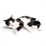 Dye Electrophoresis Lab - Cat Genetics  product image