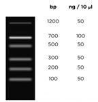 Fast DNA Ladder 1- 20 lanes (100 µl) product image