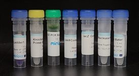 Knockout PCR Genotyping Experiment  product image