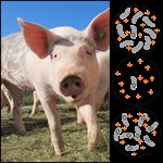 miniPCR™ Antibiotic Resistance Lab product image