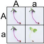 miniPCR™ Plant Genetics Lab-Taking Mendel Molecular product image