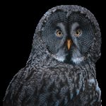 miniPCR Sleep Lab™ – Lark or Owl? product image