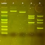 Plasmid DNA Restriction Mapping Lab product image