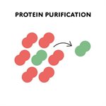 Protein Expression and Purification Lab  product image