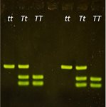 PTC Taster Lab Control Bands  product image