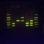 SeeGreen™ All-in-One Agarose Tabs™  product image