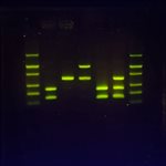 SeeGreen™ Nucleic Acid Stain 20,000X, 200 µl  product image