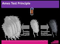 Ames – Semi solid S. typhimurium Strains product image