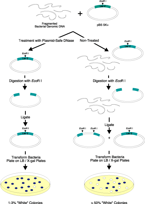 Figure 2 Elimination of linear DNA resulting in white colonies